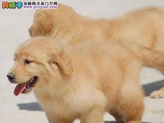 金毛犬打喷嚏，咳嗽怎么治疗好