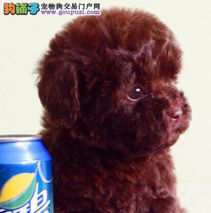 泰迪犬最近有点拉稀是什么毛病