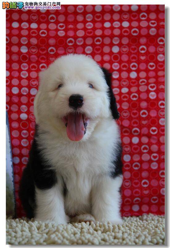 两岁多的古代牧羊犬一直喘粗气是怎么了