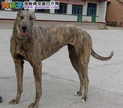 遵守饲养原则 饲养格力犬有哪些基本的礼仪