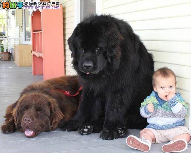 美国夫妇领养百斤纽芬兰巨犬  陪伴三名子女