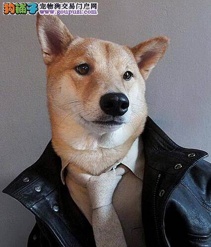 面对柴犬总是咬坏东西的坏习惯该如何纠正