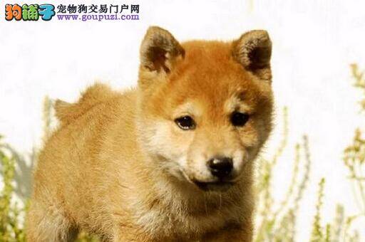 如何纠正柴犬大声吠叫的坏习惯