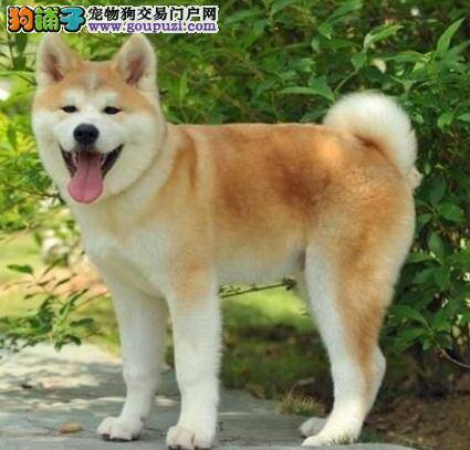 饲养秋田犬须知 纠正常见错误观念