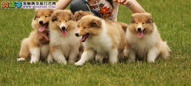 如何给苏格兰牧羊犬修剪指甲 求解答