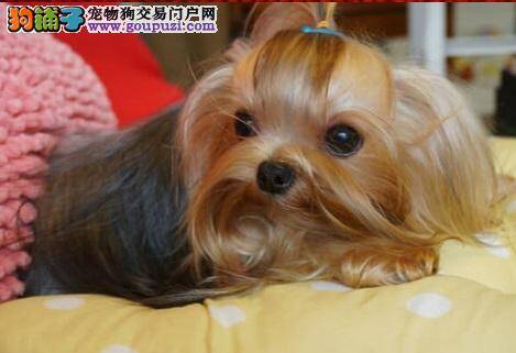 约克夏身上有红点掉毛怎么才能让它快点好起来