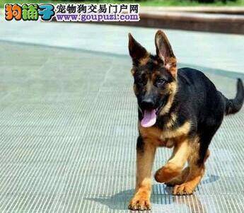 德国牧羊犬呕吐没消化的狗粮和黄水是怎么回事