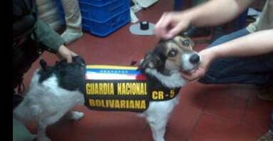 为查韦斯总统送行的狗狗被军队所收留