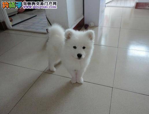 即便饲养银狐犬，如何保证家中空气依然好