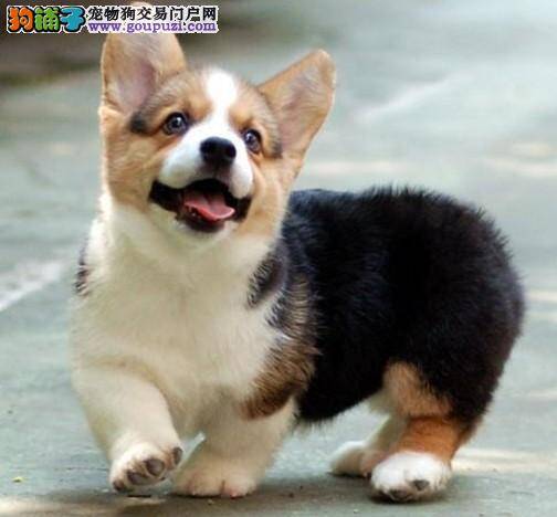 柯基犬呼吸困难还发烧是什么疾病
