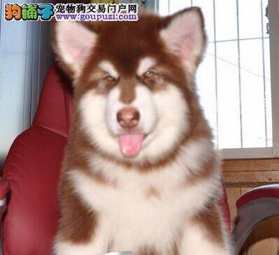 阿拉斯加犬最近拉肚子，没精神好像是肺炎