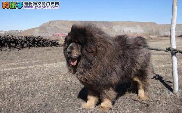 怎样养好藏獒犬 不同时期藏獒喂养方法不同