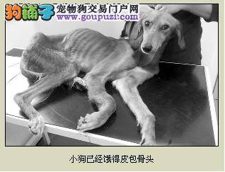 英国狗狗受伤后1个月水米未进仍存活堪称“狗坚强”