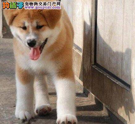 购买前须知纯种秋田犬的体貌特征