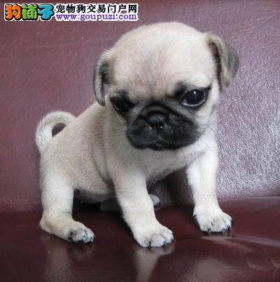 我家巴哥犬呕吐黄水不吃狗粮是怎么了