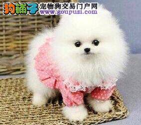 选择纯种博美犬时要多加注意它的身体特征