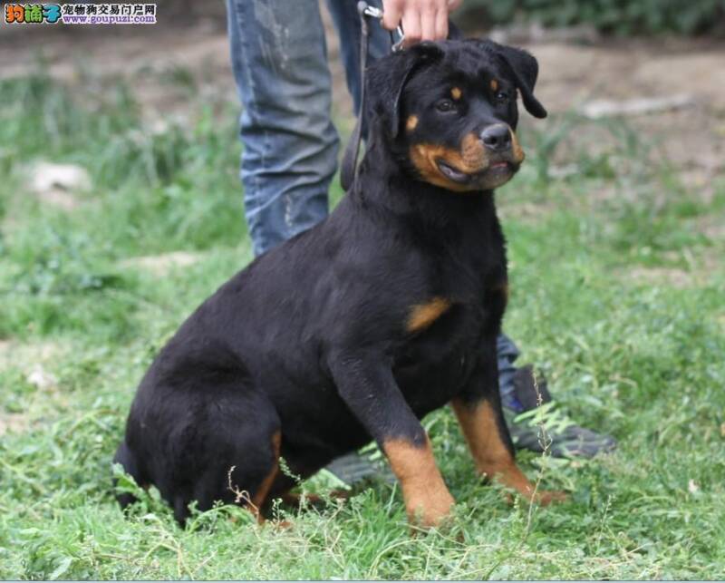 罗威纳犬科学饲养方法简介