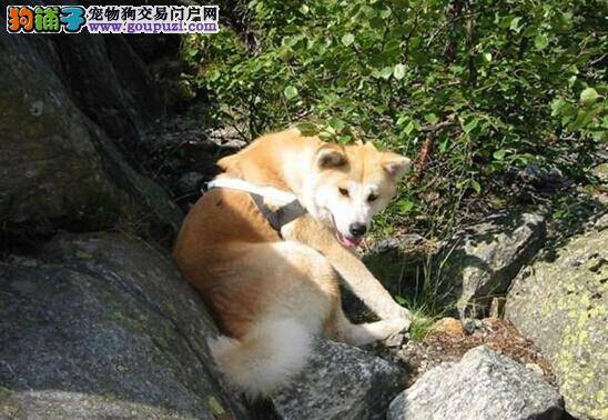 小区遛狗要文明 如何带秋田犬去遛弯