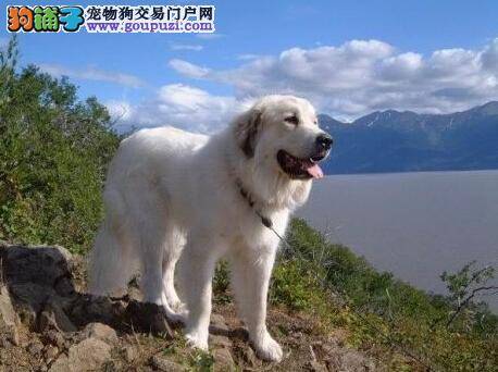 饲养私家秘籍 为大白熊犬修剪毛发的简易方法