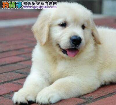 买金毛犬你是否做好了这些准备