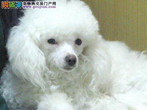 医疗宝典之贵宾犬突然口吐白沫应如何医治