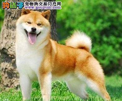 解析秋田犬不乖乖吃饭的原因 恰当的阻止它随意发展