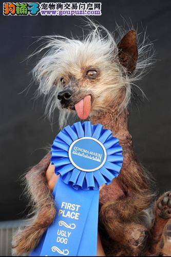 “世界最丑狗”去世 曾从事帮助流浪动物的慈善活动
