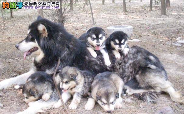 选购优秀的阿拉斯加犬要点 买阿拉必读