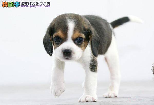 两岁的比格犬得了皮肤病如何治疗