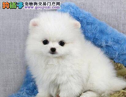 博美犬经常出现眼屎，怎么解决这个问题