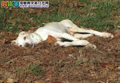 养犬办免费给狗狗办理年检 逾期将注销