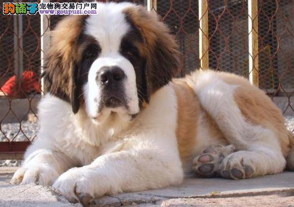 圣伯纳犬的选购法宝之十二条意见