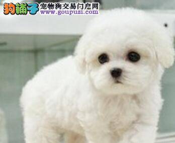 比熊犬拉虫子了驱虫可以吗 应注意什么