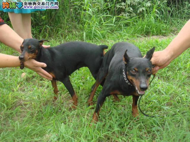 怎样让杜宾犬享受到运动的快感