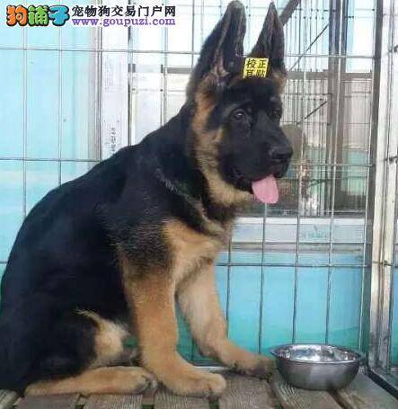 讲解介绍德国牧羊犬的生理习惯