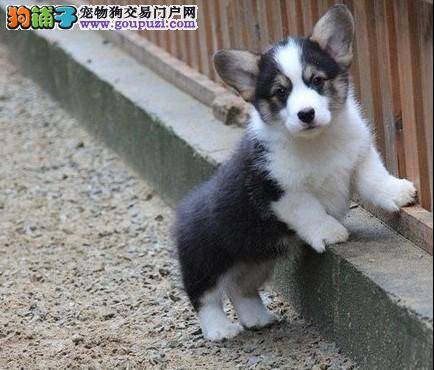 怎么解决柯基犬便便很硬的问题