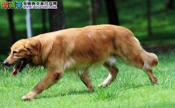 金毛犬能活多久 黄金猎犬的寿命