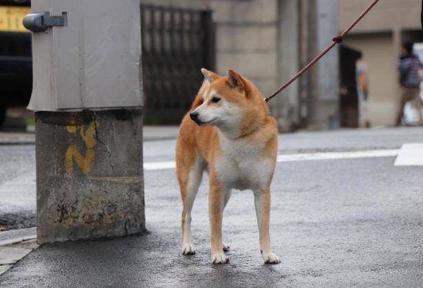 柴犬价格多少钱一只，柴犬和秋田犬的区别是什么？