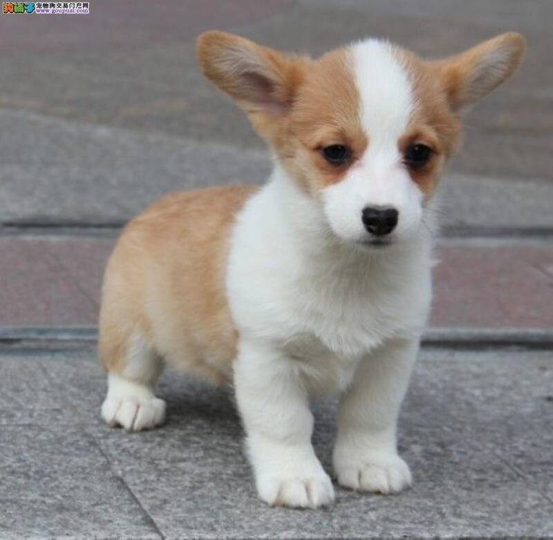 柯基犬最近有点拉稀，不吃饭如何是好