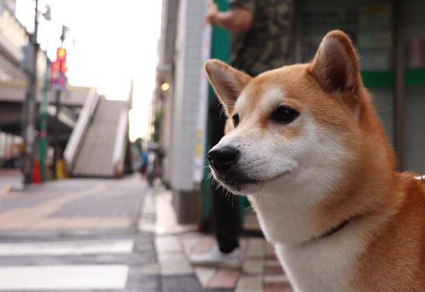 怎样才能避免柴犬发生骨骼的现象呢