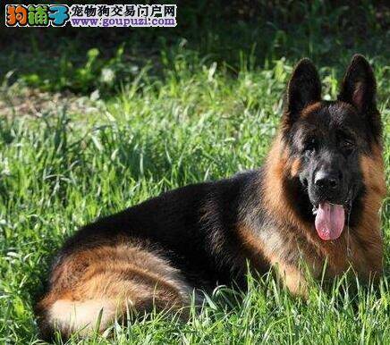 德国牧羊犬的选购有哪些需要学习与注意的地方