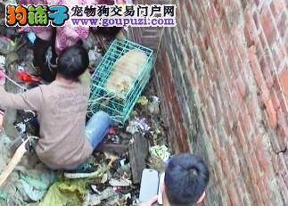 聪敏可爱的狗狗到派出所报警 望民警能帮它找到主人