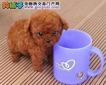 茶杯犬结扎注意事项