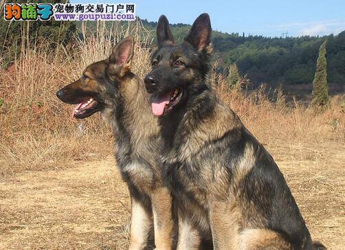 饮食好习惯 如何改正昆明犬扒饭桌的不良习惯