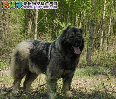 防骗常识 怎样避免在购买高加索犬时陷入骗局