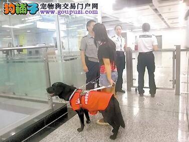 重庆首只导盲犬与主人一起乘坐轻轨出行