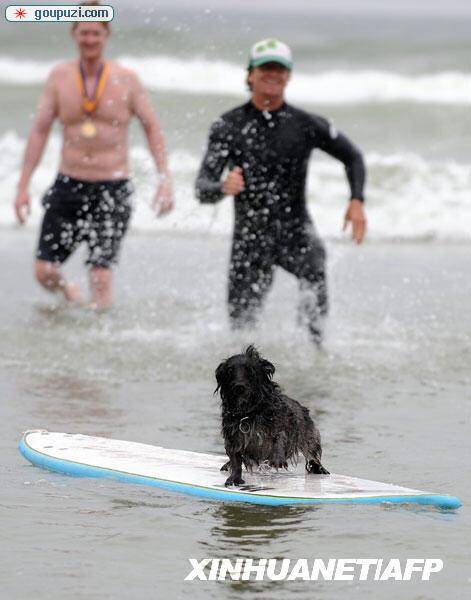 美国加州举行小狗冲浪赛(组图)