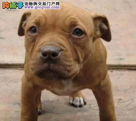 比特犬腿瘸了是什么问题 求解答