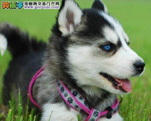 哈士奇没食欲呕吐虫子，轻微拉稀我该怎么办