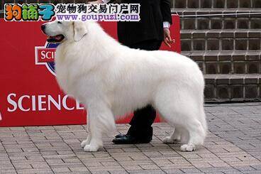 宠物达人支招 三个步骤让大白熊犬毛发恢复美丽状态